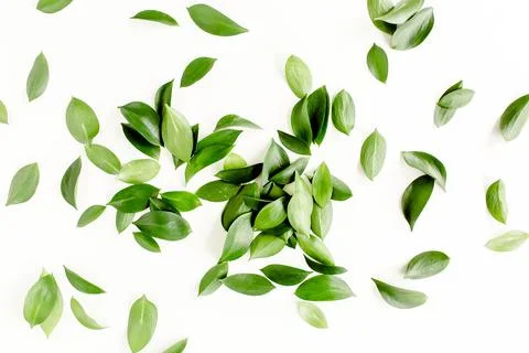 Pattern, texture with green leaves isolated on white background. lay flat, top Foto stock