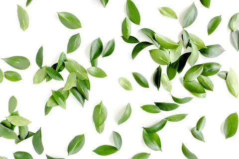 Pattern, texture with green leaves isolated on white background. lay flat, top 스톡 사진