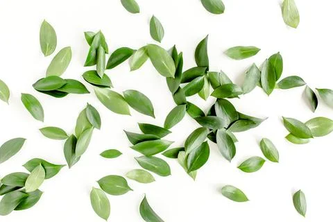 Pattern, texture with green leaves isolated on white background. lay flat, top Foto stock