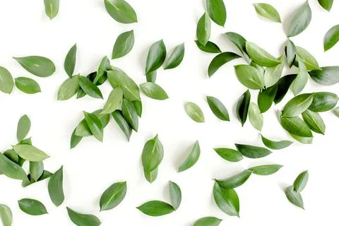 Pattern, texture with green leaves isolated on white background. lay flat, top Foto stock