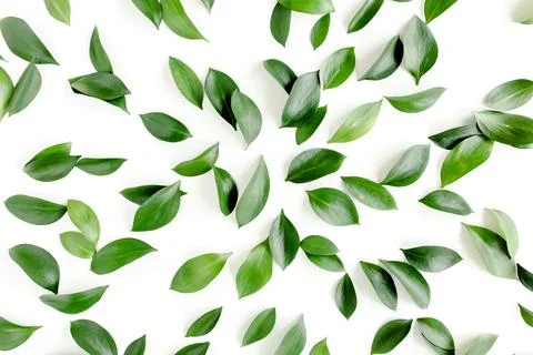 Pattern, texture with green leaves isolated on white background. lay flat, top Foto stock