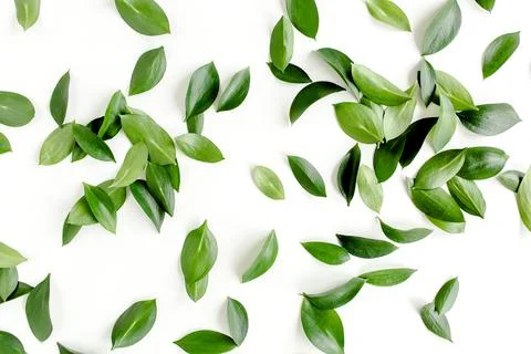 Pattern, texture with green leaves isolated on white background. lay flat, top Foto stock