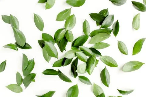 Pattern, texture with green leaves isolated on white background. lay flat, top Foto stock