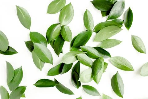 Pattern, texture with green leaves isolated on white background. lay flat, top Foto stock