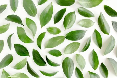 Pattern, texture with green leaves isolated on white background. lay flat, top 스톡 사진