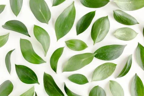 Pattern, texture with green leaves isolated on white background. lay flat, top Stock Photos