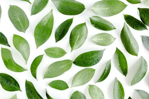 Pattern, texture with green leaves isolated on white background. lay flat, top Stock Photos