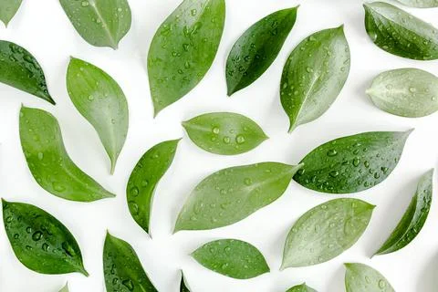 Pattern, texture with green leaves isolated on white background. lay flat, top 스톡 사진