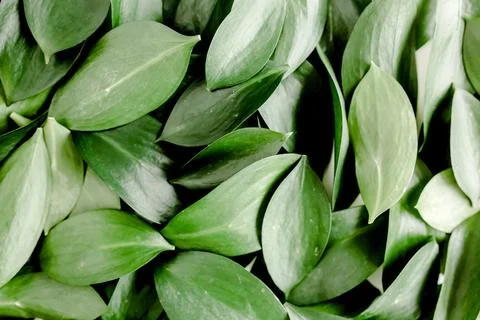 Pattern, texture with green leaves isolated on white background. lay flat, top 스톡 사진