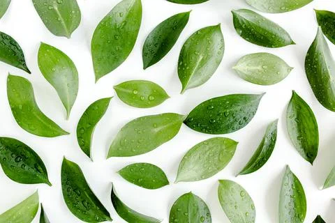 Pattern, texture with green leaves isolated on white background. lay flat, top Foto stock