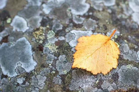 Pattern texture of grey stone surface which have grown with a moss Stock Photos