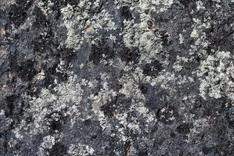 Pattern texture of round stones which have grown Stock Photos