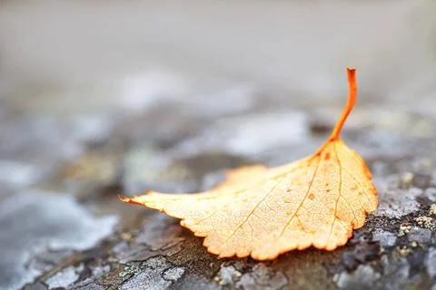 Pattern texture of round stones which have grown Pattern texture of round ... Stock-Fotos
