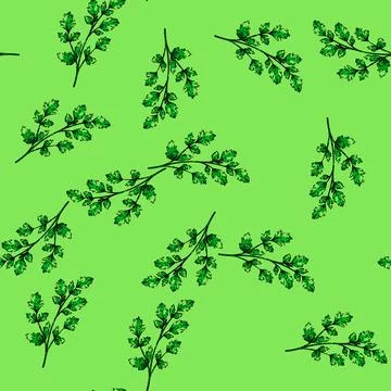 Pattern top parsley sketch hand drawn Stock Illustration