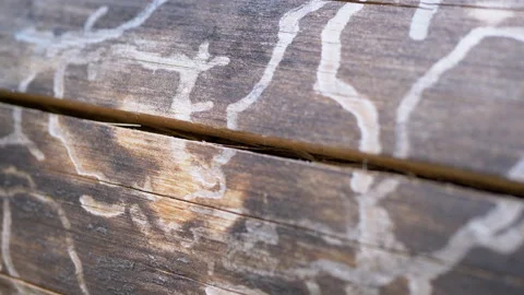 Pattern, Traces of Damage to the Bark on the Smooth Surface of a Tree or Log Stock Footage 250343128