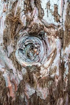 Pattern in tree bark An interesting round pattern has formed in the bark o... 写真素材
