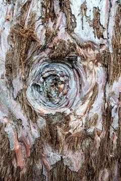 Pattern in tree bark Stock Photos
