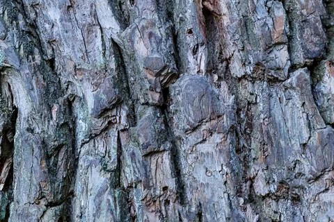 Pattern tree bark powerful old oak tree weathered cracked deep furrows base Stock Photos