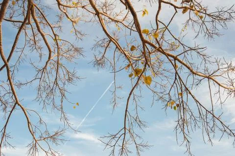 Pattern of tree with blue sky and cloud Stock Photos