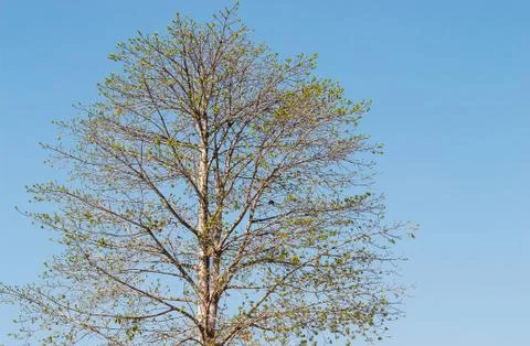 Pattern of tree with blue sky background Stock Photos