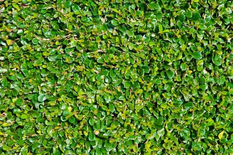 Pattern of tree Stock Photos