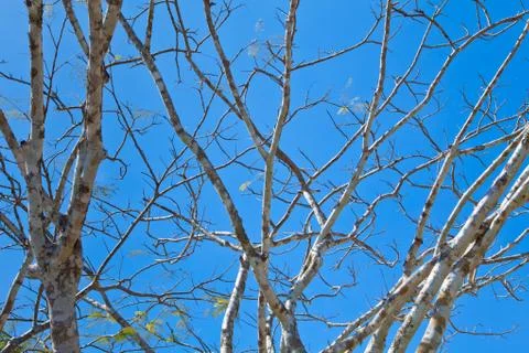 Pattern of tree Stock Photos