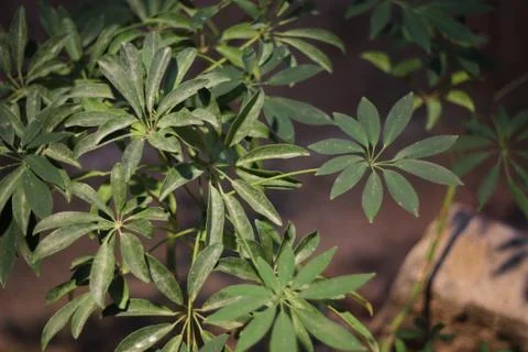 Pattern tree Stock Photos