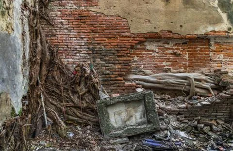 The pattern of tree roots growing on the old red brick wall of abandoned anci Stock Photos