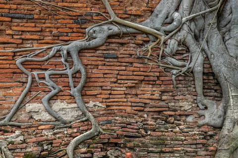 The pattern of tree roots growing on the old red brick wall of abandoned anci Stock Photos