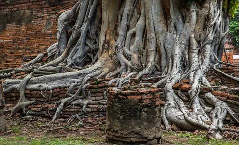The pattern of tree roots growing on the old red brick wall of abandoned anci Stock Photos