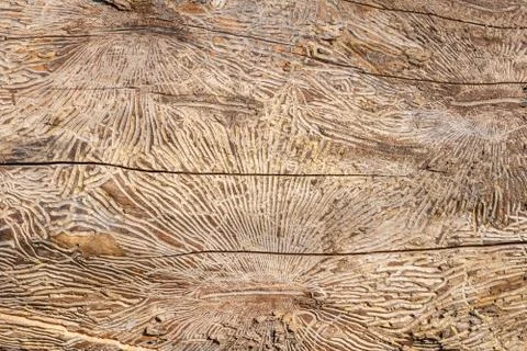 Pattern on tree trunk log after damage caused by bark beetle. Natural wooden Foto stock