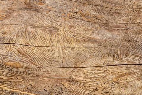 Pattern on tree trunk log after damage caused by bark beetle. Natural wooden  Stock Photos