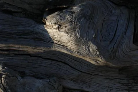 Pattern of tree trunk. Nature background texture Stock Photos