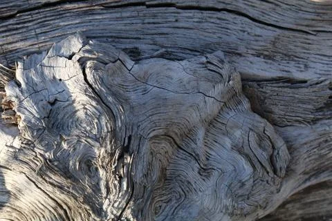 Pattern of tree trunk. Nature background texture Stock Photos