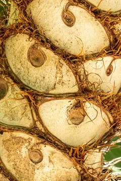 Pattern on a tree trunk Stock Photos