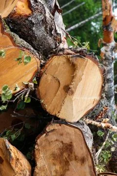 Pattern tree trunks close-up end saw cut birch base rustic Stock Photos
