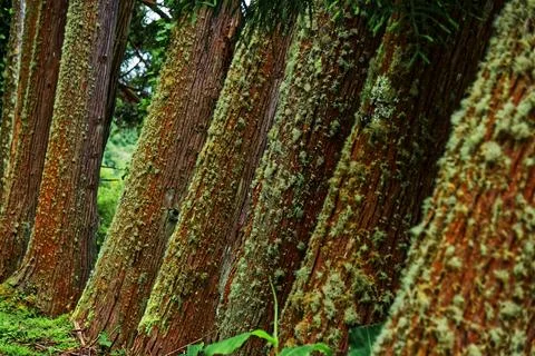 Pattern of tree trunks covered with moss in dense green forest, Furnas Lake Stock Photos