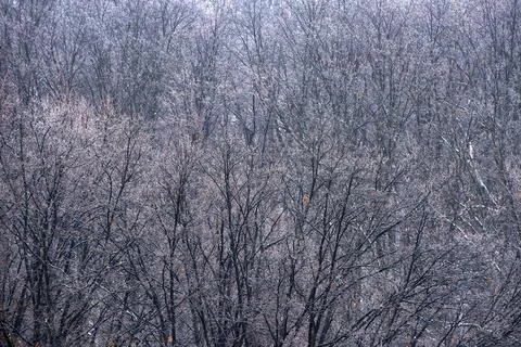 A pattern of trees in the forest during a snowfall. winter landscape, backgro Stock Photos