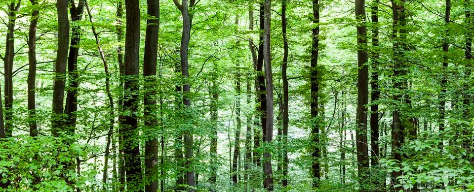 Pattern of trees in forest Stock Photos