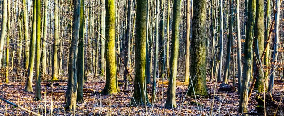 Pattern of trees in forest Foto stock