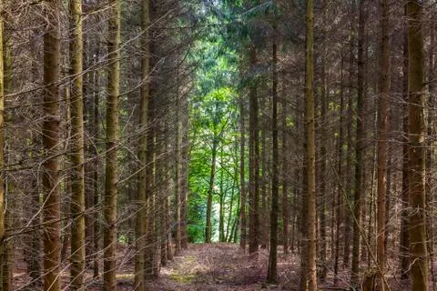 Pattern of trees in forest Stock Photos