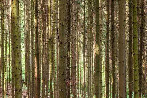 Pattern of trees in forest Stock Photos