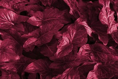 Pattern of triangular plant leaves. Natural floral background. Toned in color of Stock Photos