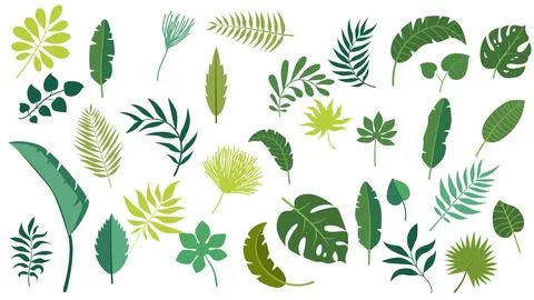 Pattern tropical leaves Vector set forest collection Illustrazione stock