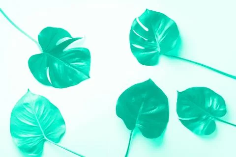 Pattern of tropical monstera leaves on mint color background. Trendy green and Stock Photos