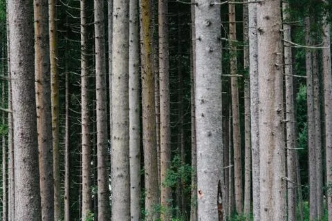 Pattern of trunks of pine trees in the forest Foto stock