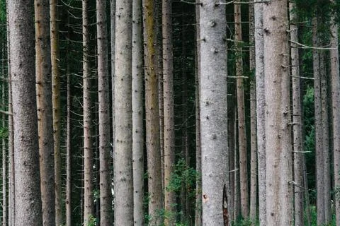 Pattern of trunks of pine trees in the forest Pattern of trunks of pine tr... Foto stock