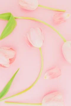 Pattern of tulip flowers on pink background. Flat lay, top view. Spring time  Stock Photos