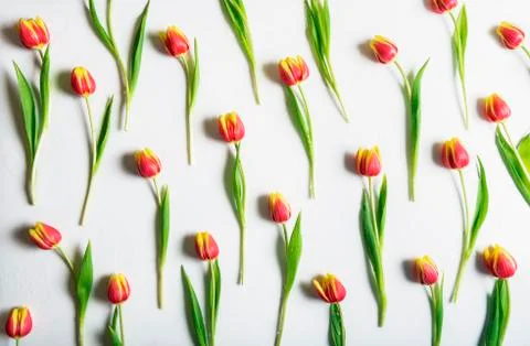 Pattern of tulips on white background. Flat lay. 스톡 사진