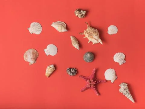 Pattern from variety of seashells on the background of living coral. Flat lay Stock Photos